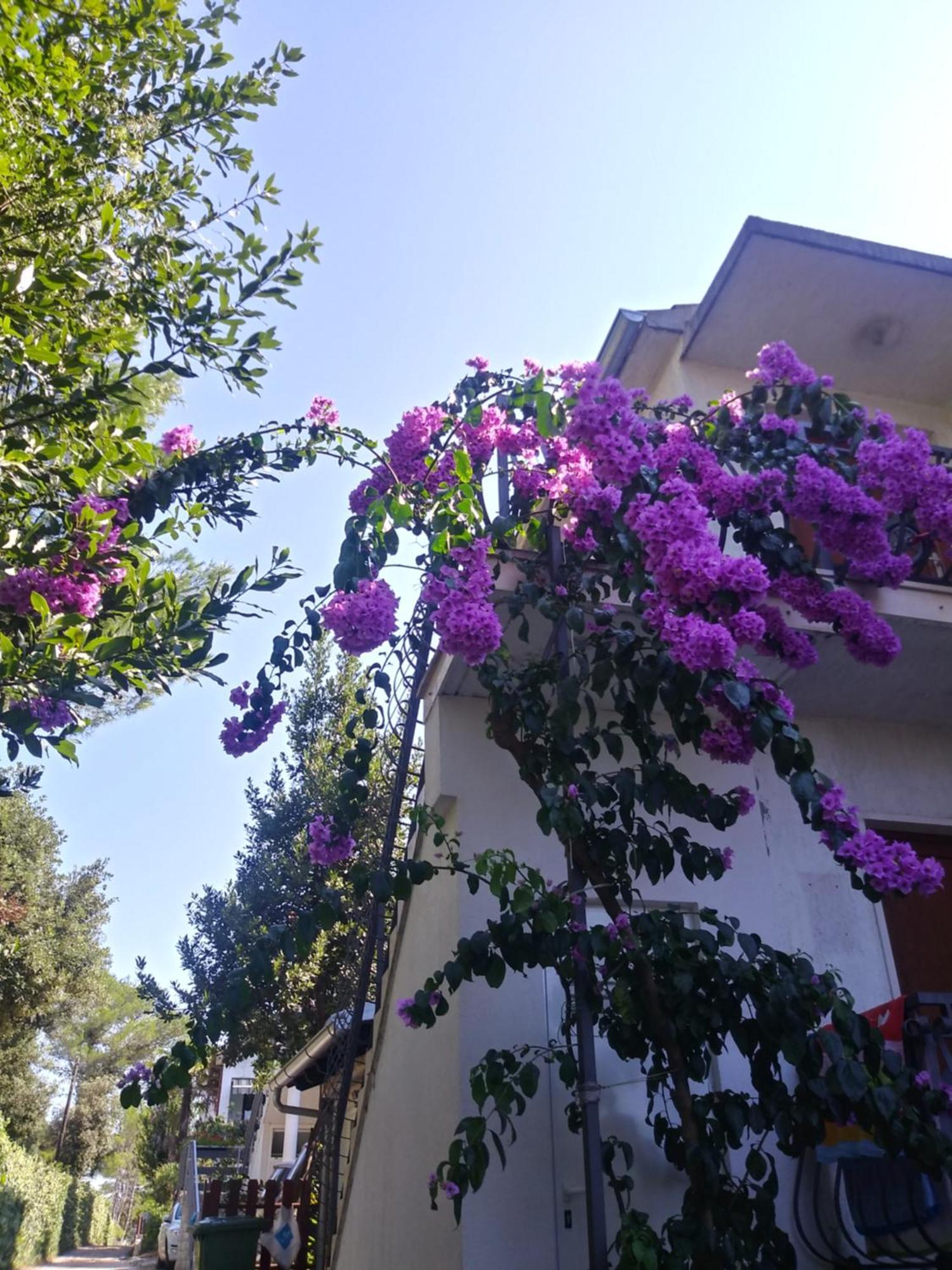 Apartments Zia Petrčane Dış mekan fotoğraf